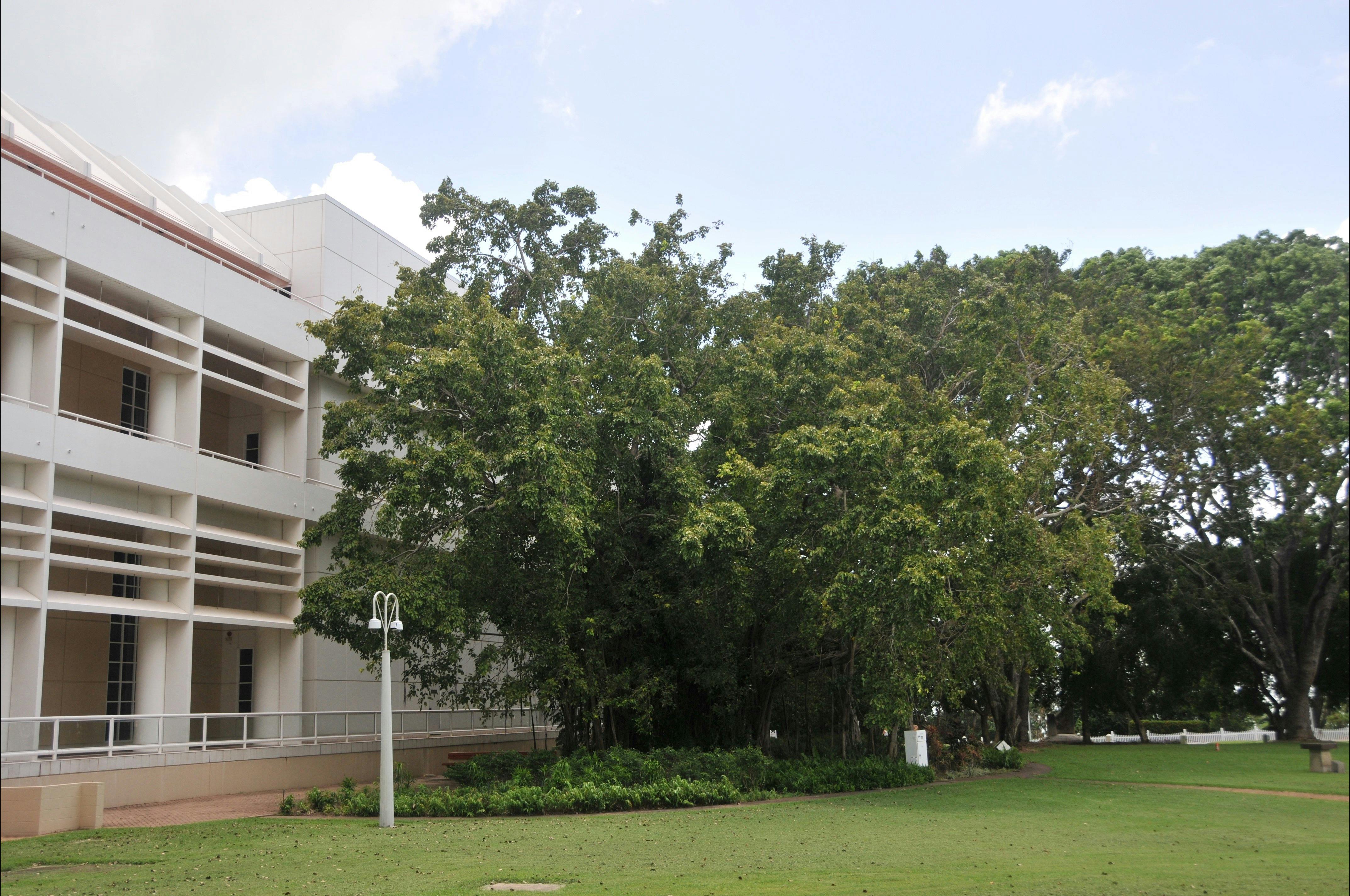 State Square Banyan Tree