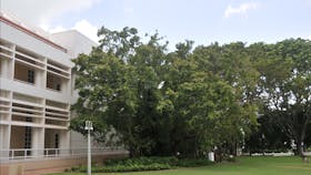 State Square Banyan Tree
