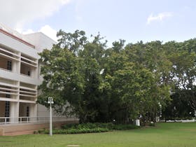 State Square Banyan Tree