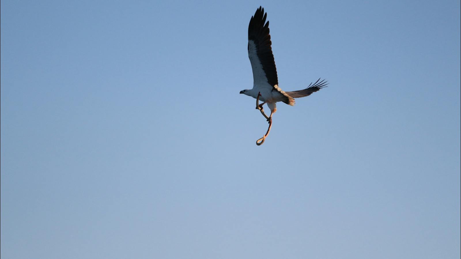 Snub fin Dolphin Cruise, Absolute Ocean Charters, Broome