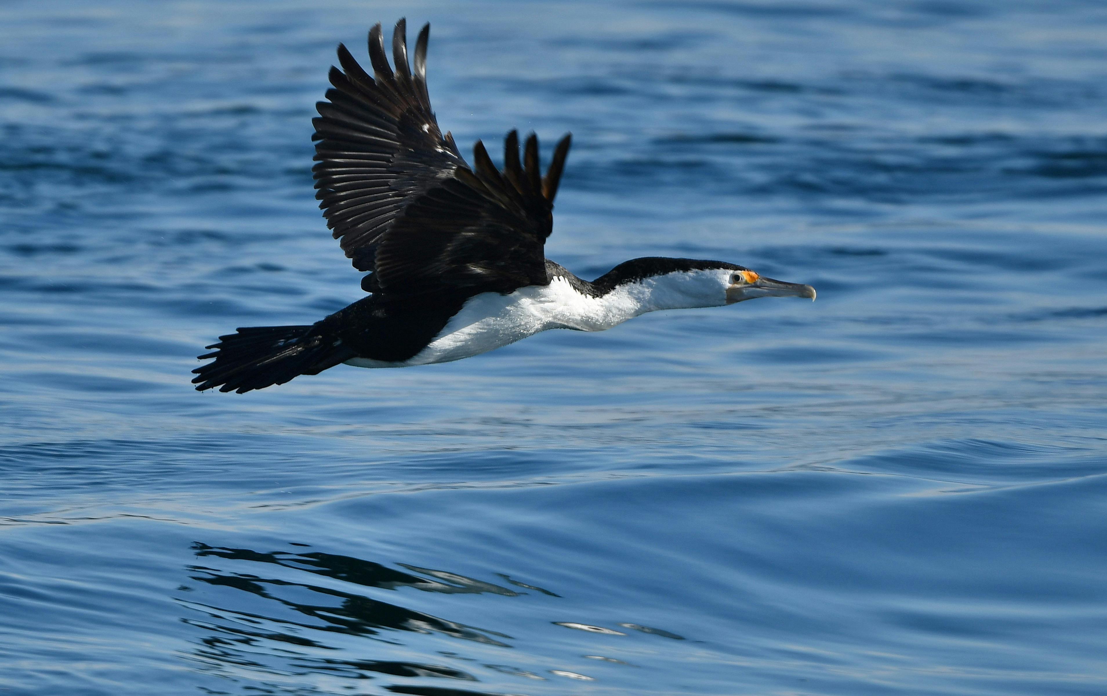 Cormorants Flying along the water
