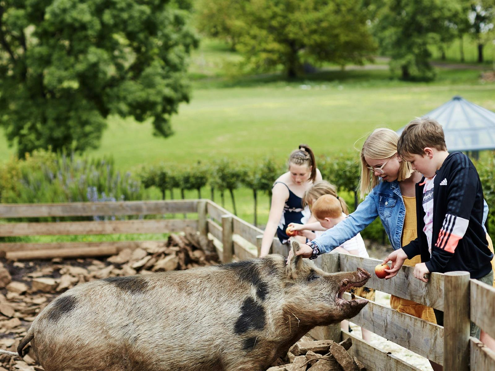 Pinot-d'Pig-and-friends-welcome-to-our-Cellar-Door