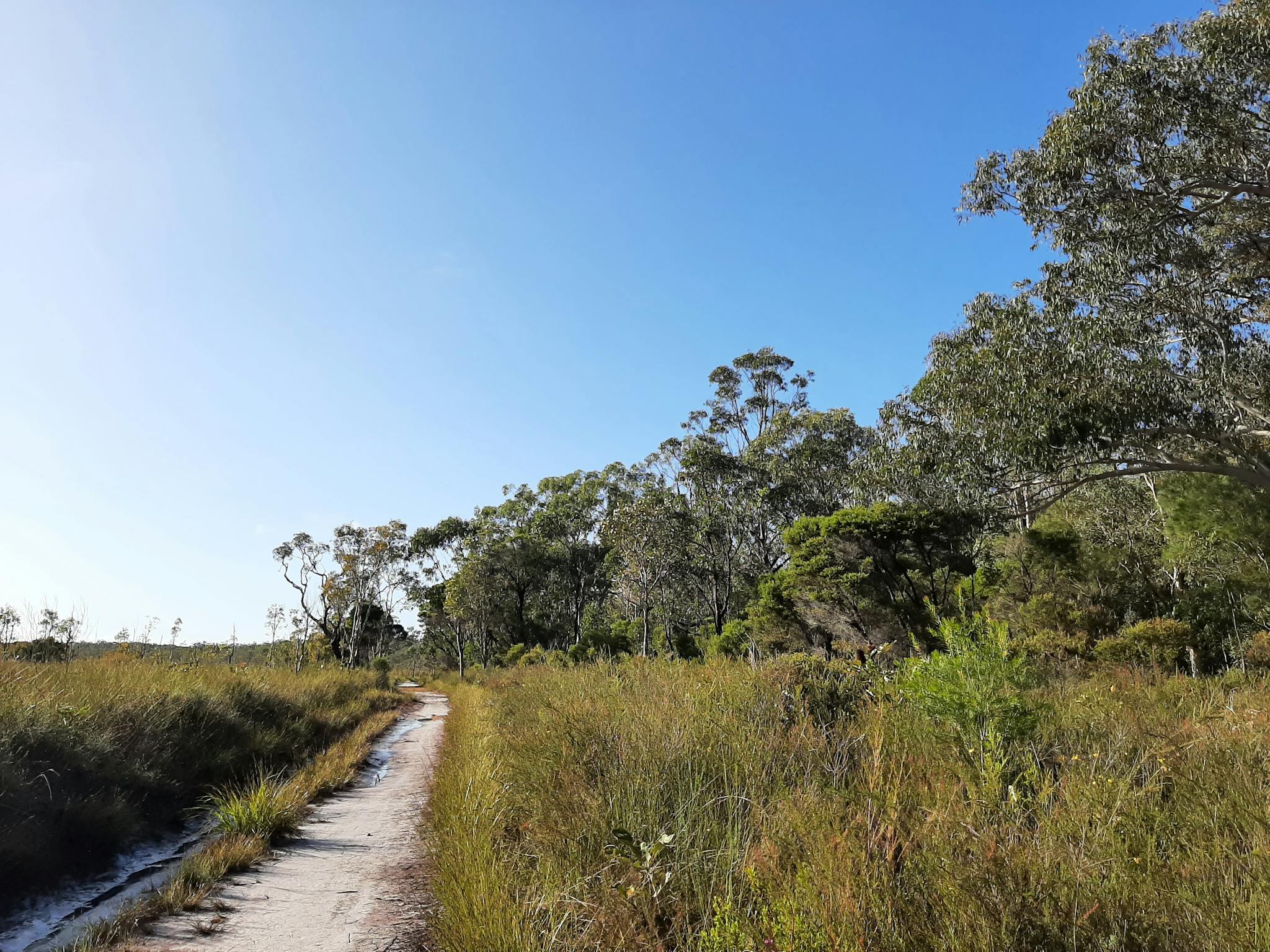 Trail at Mooloolah River National Park Trail at Mooloolah River National Park