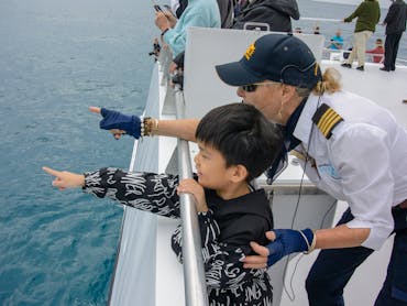 Brisbane Whale Watching