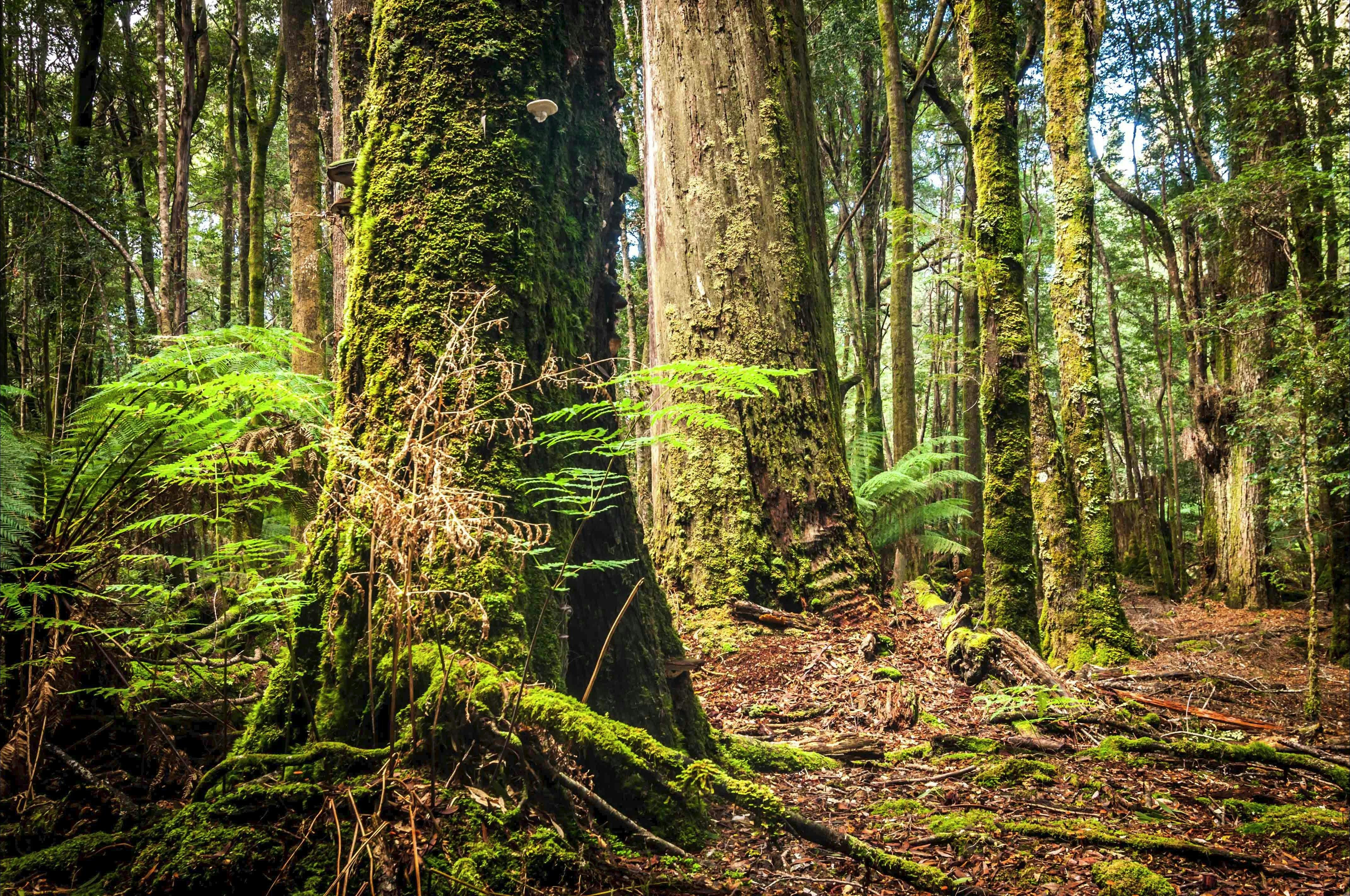 Tarkine Wilderness Walks