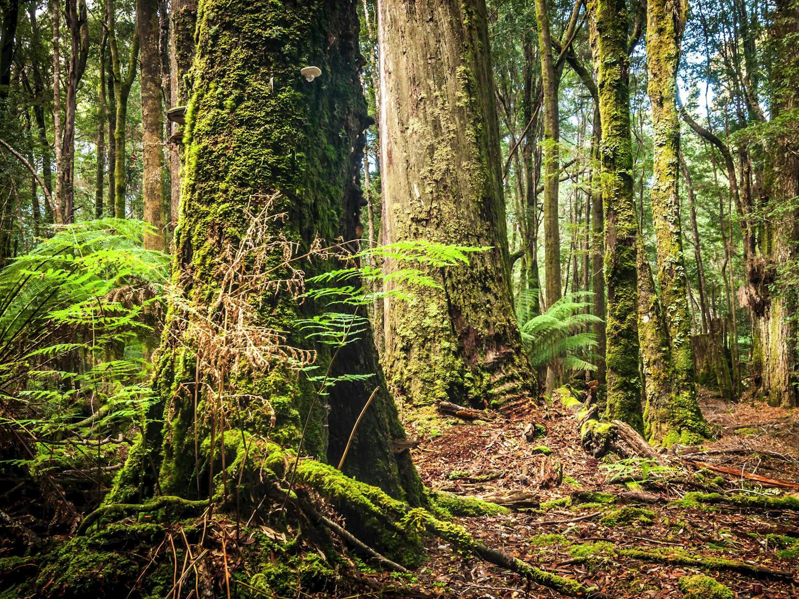 Rainforest 1