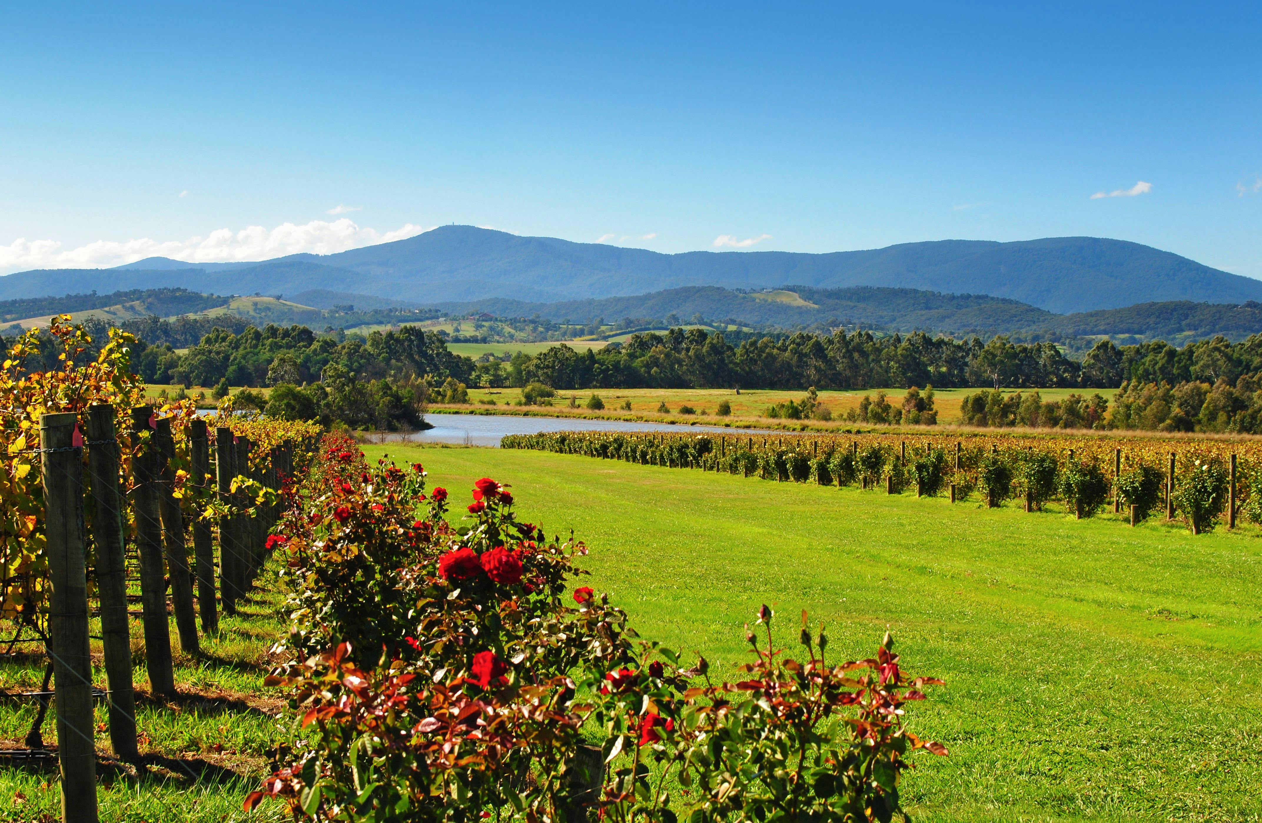 Experience Yarra Valley: A Tailored private Wine Journey