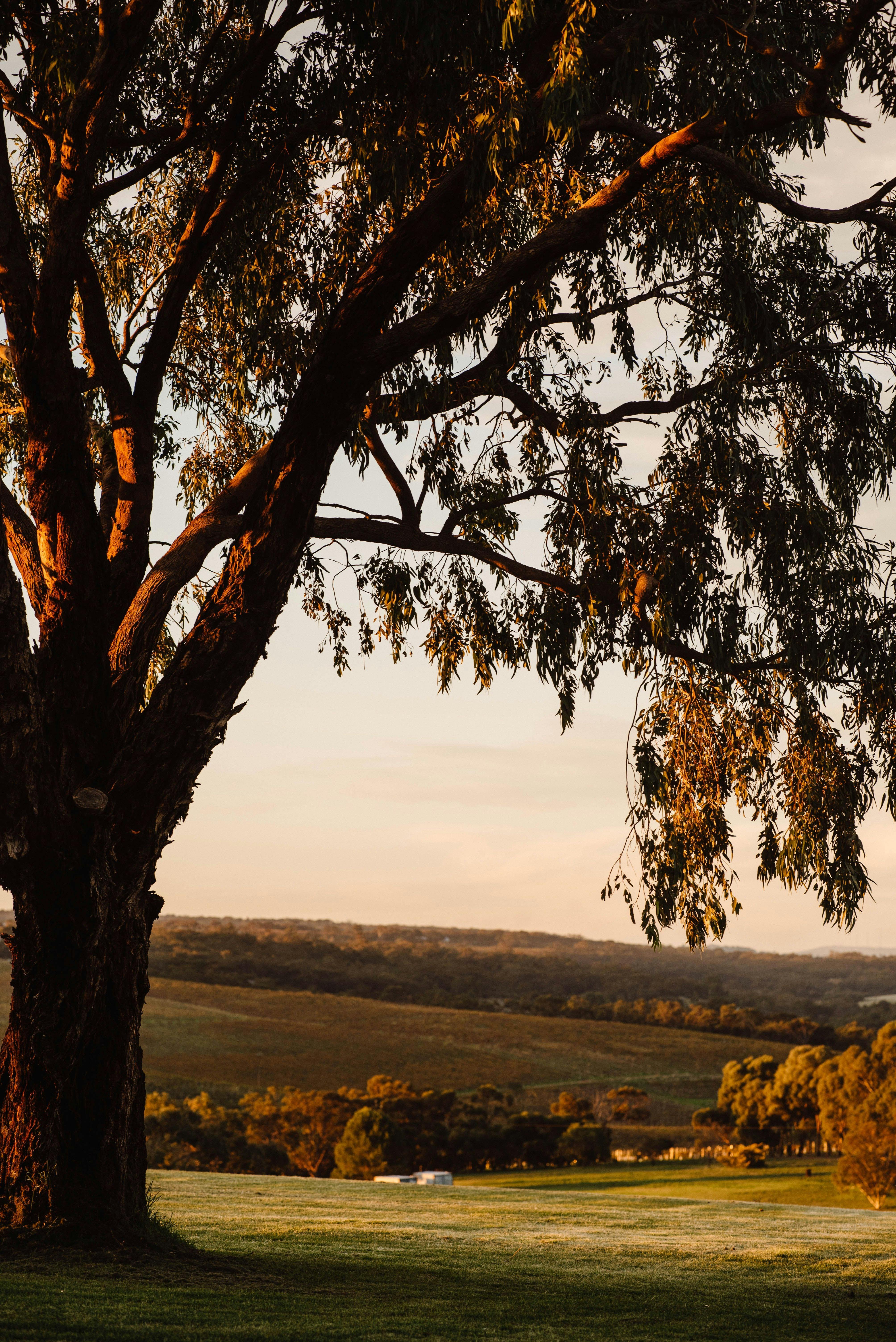 Sundown under the gum tree