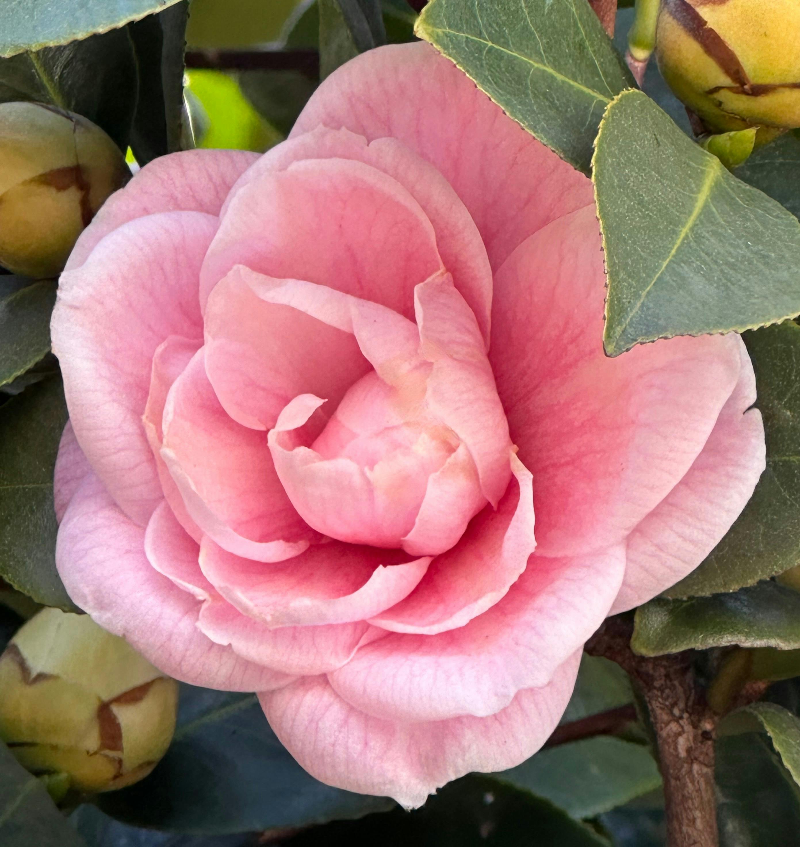 A heritage camellia first reported in 1858