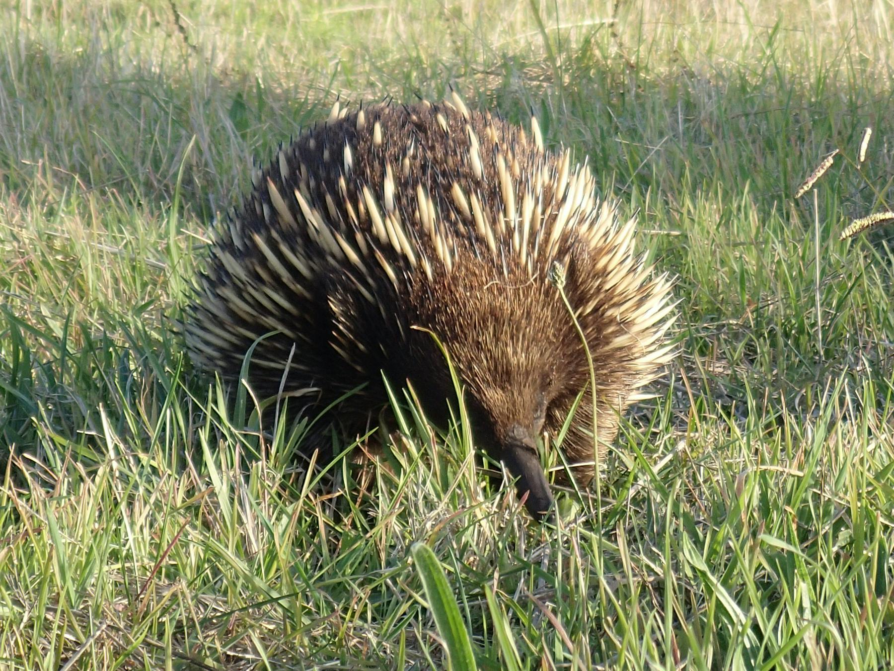 Echidna in Screw Creek reserve