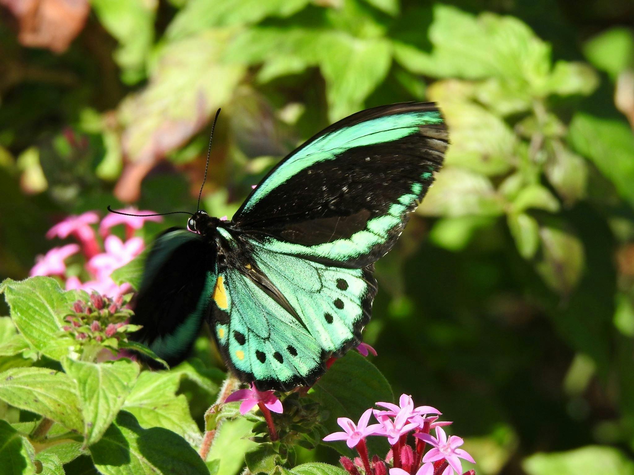 The male Cairns Birdwing feeding on nectar.