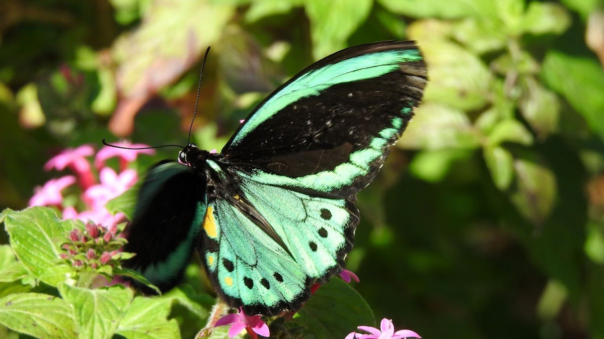 The male Cairns Birdwing feeding on nectar.