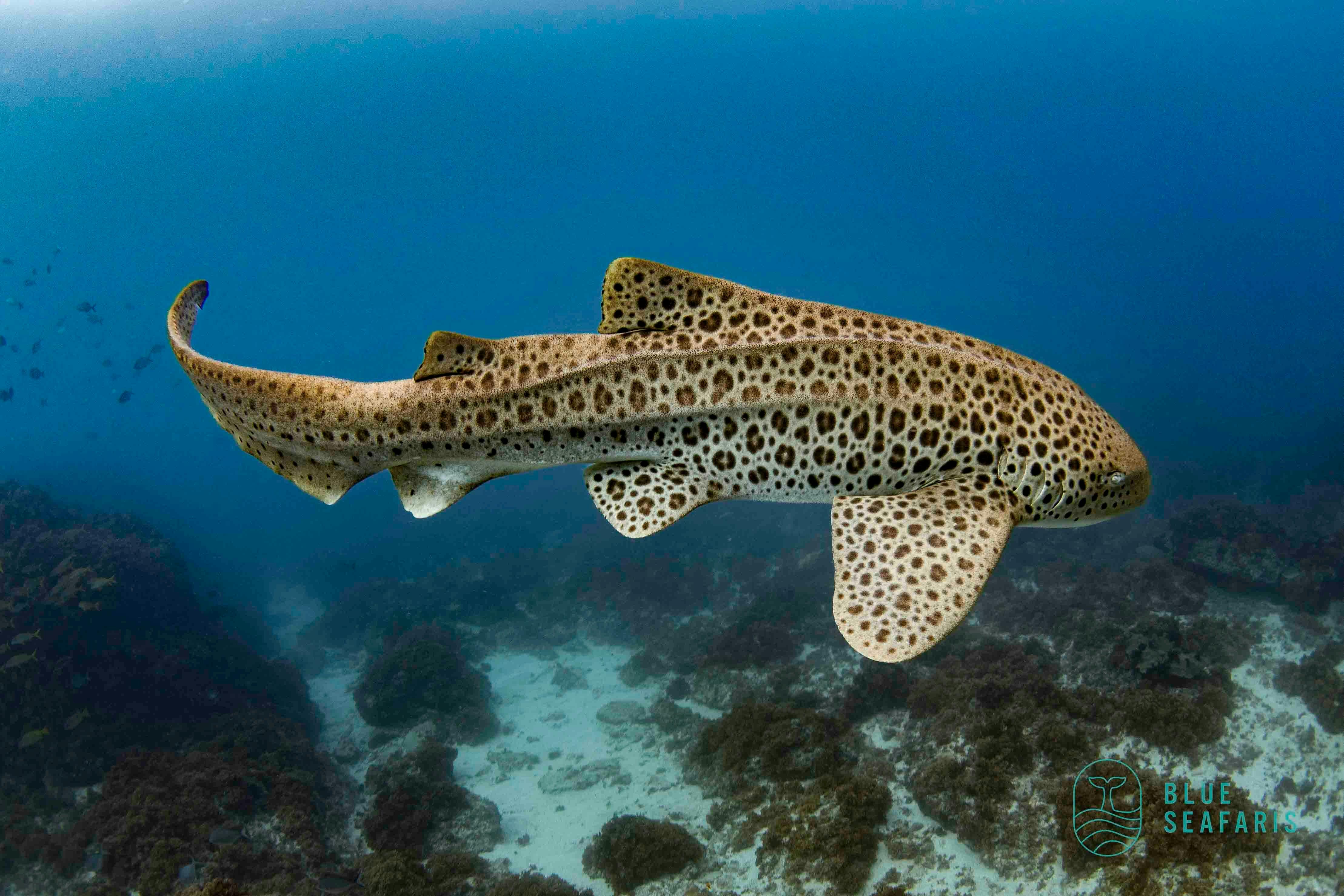 Cook ISland, Snorkelling, Freediving , Julian Rocks, Byron Bay, Free diving