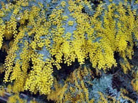 Australian Wattle Day @ the Old Bus Depot Markets Cover Image