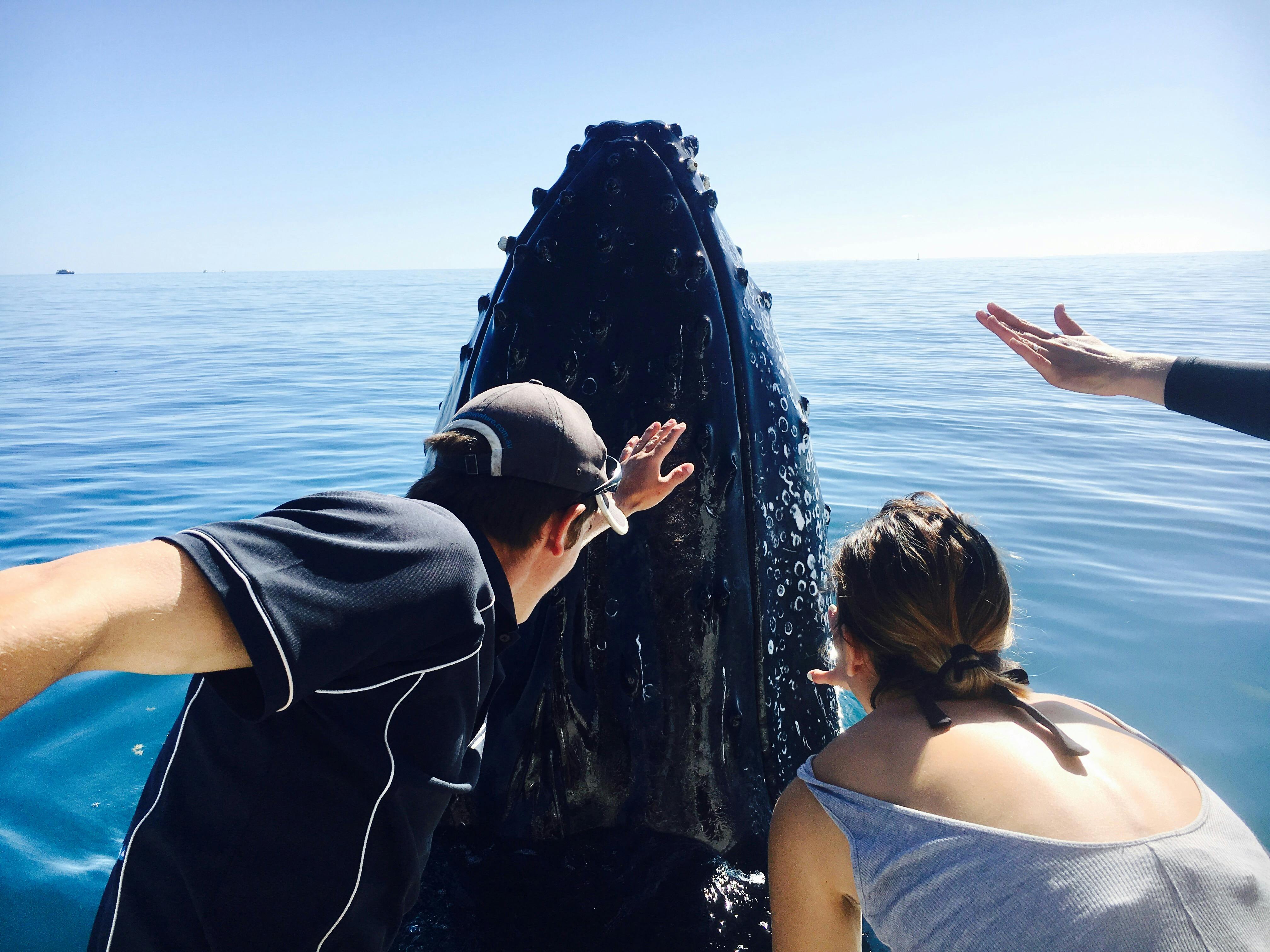 Up Close & Personal Whale Encounters