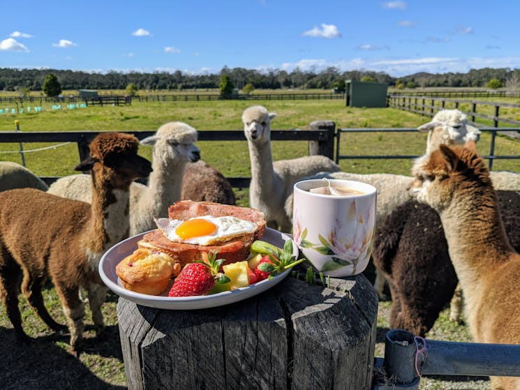 Breakfast with alpacas