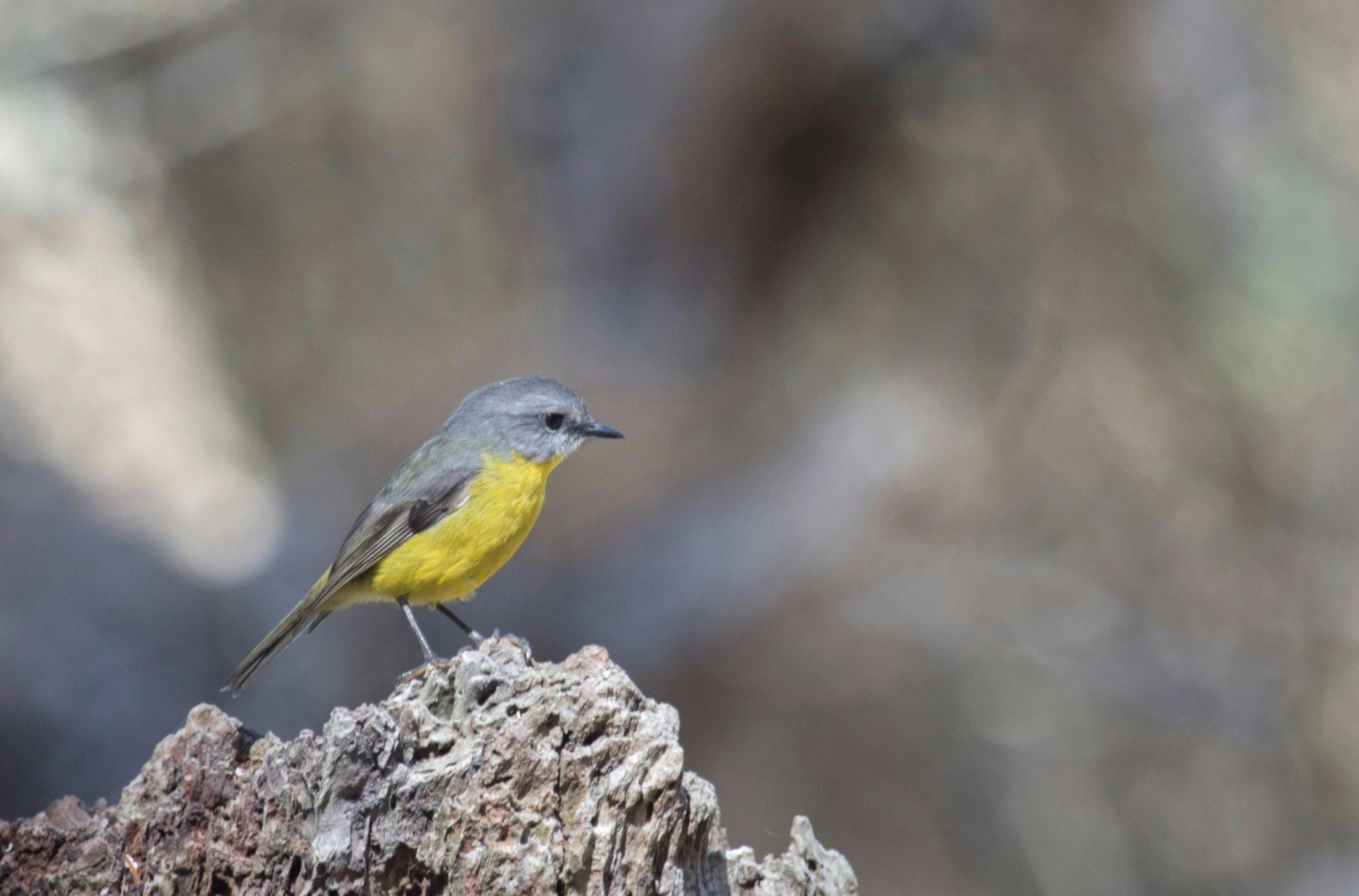 Eastern yellow robin