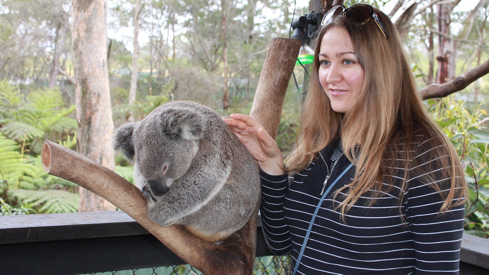Koala Park