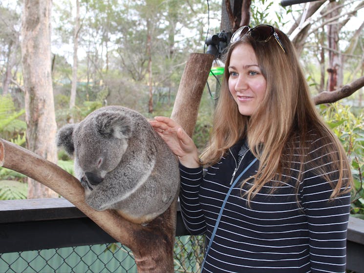 Koala Park