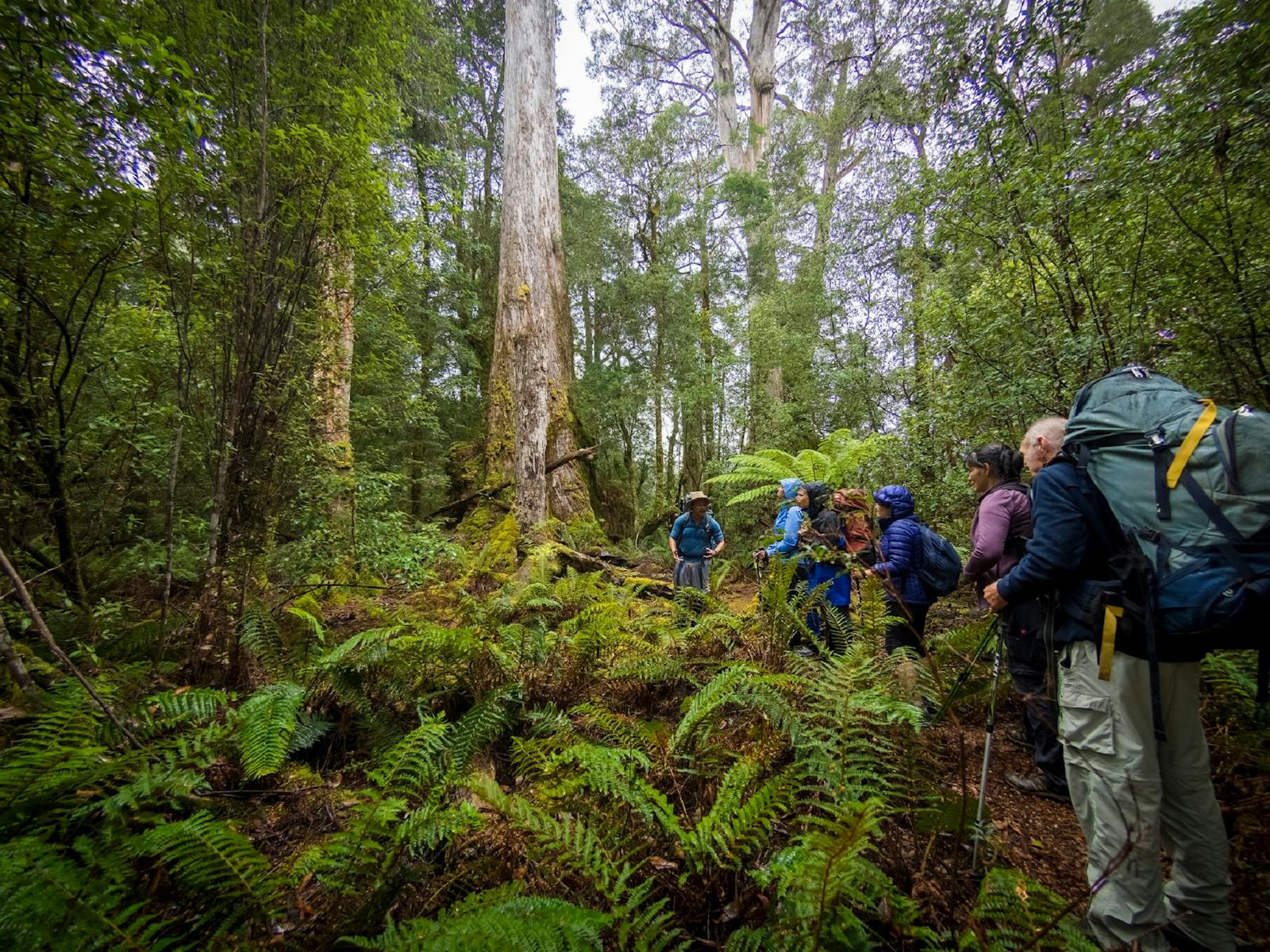 Learning about the takayna/Tarkine rainforest
