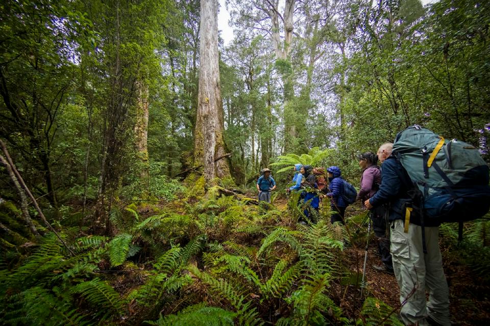 Tarkine Trails photo