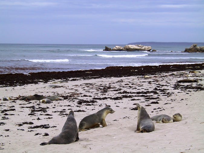 586 Kangaroo Island CruiseCruise Day Tour