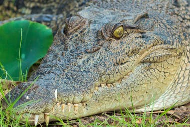 Corroboree Billabong Wetland Cruises - 2.5 hour lunch cruise