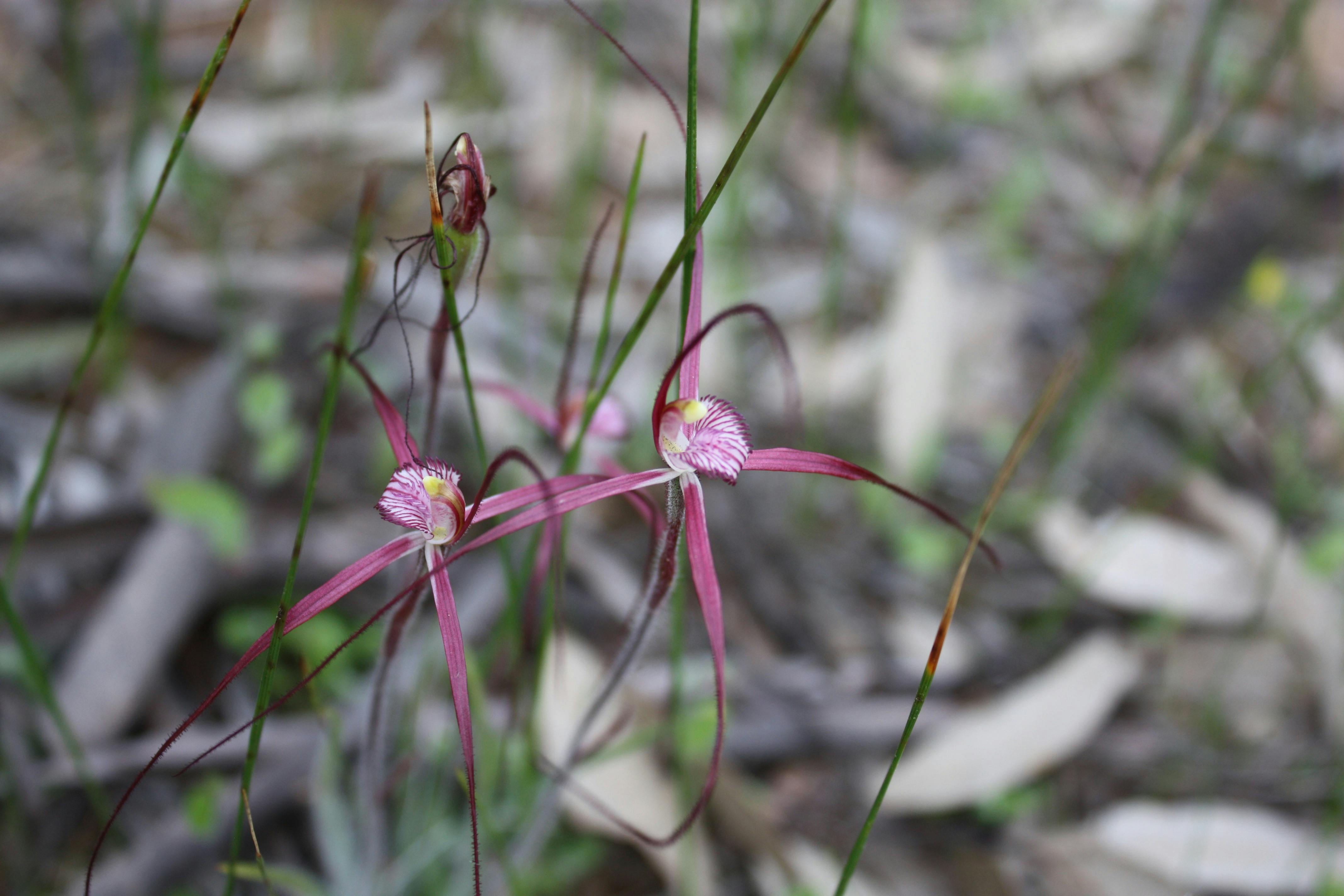 Dale River Reserve Trail
