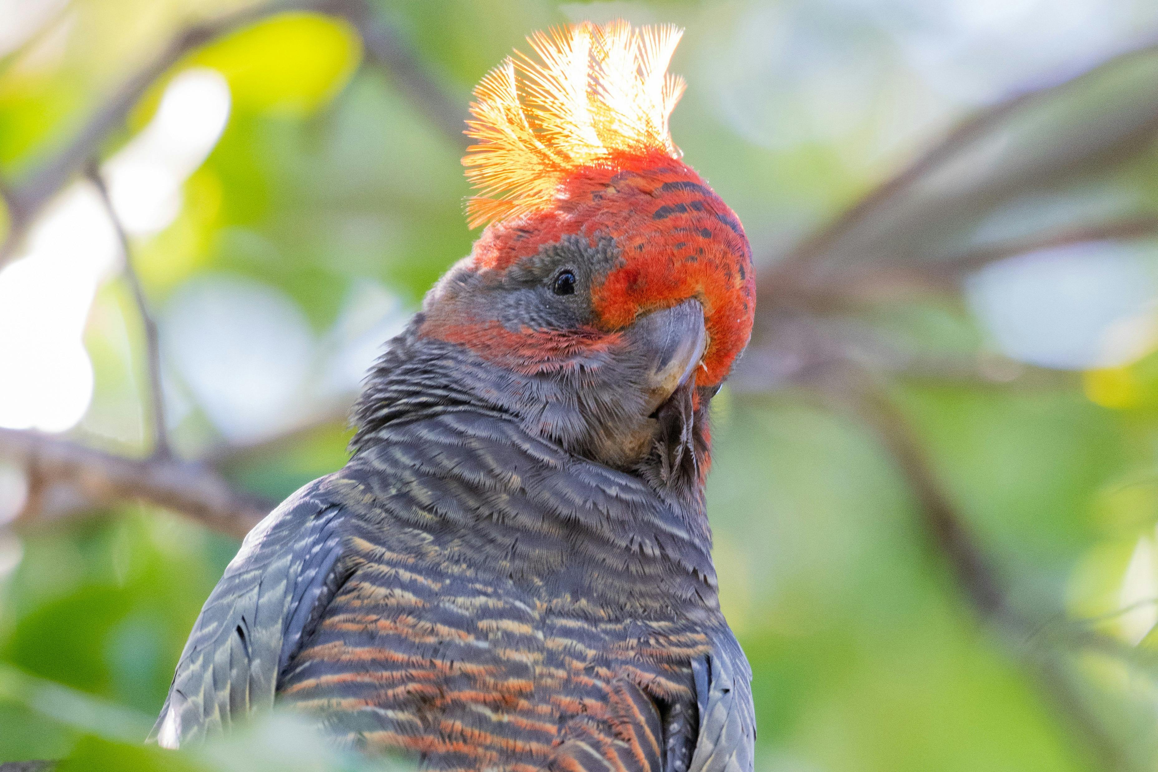 One of the region's special birds