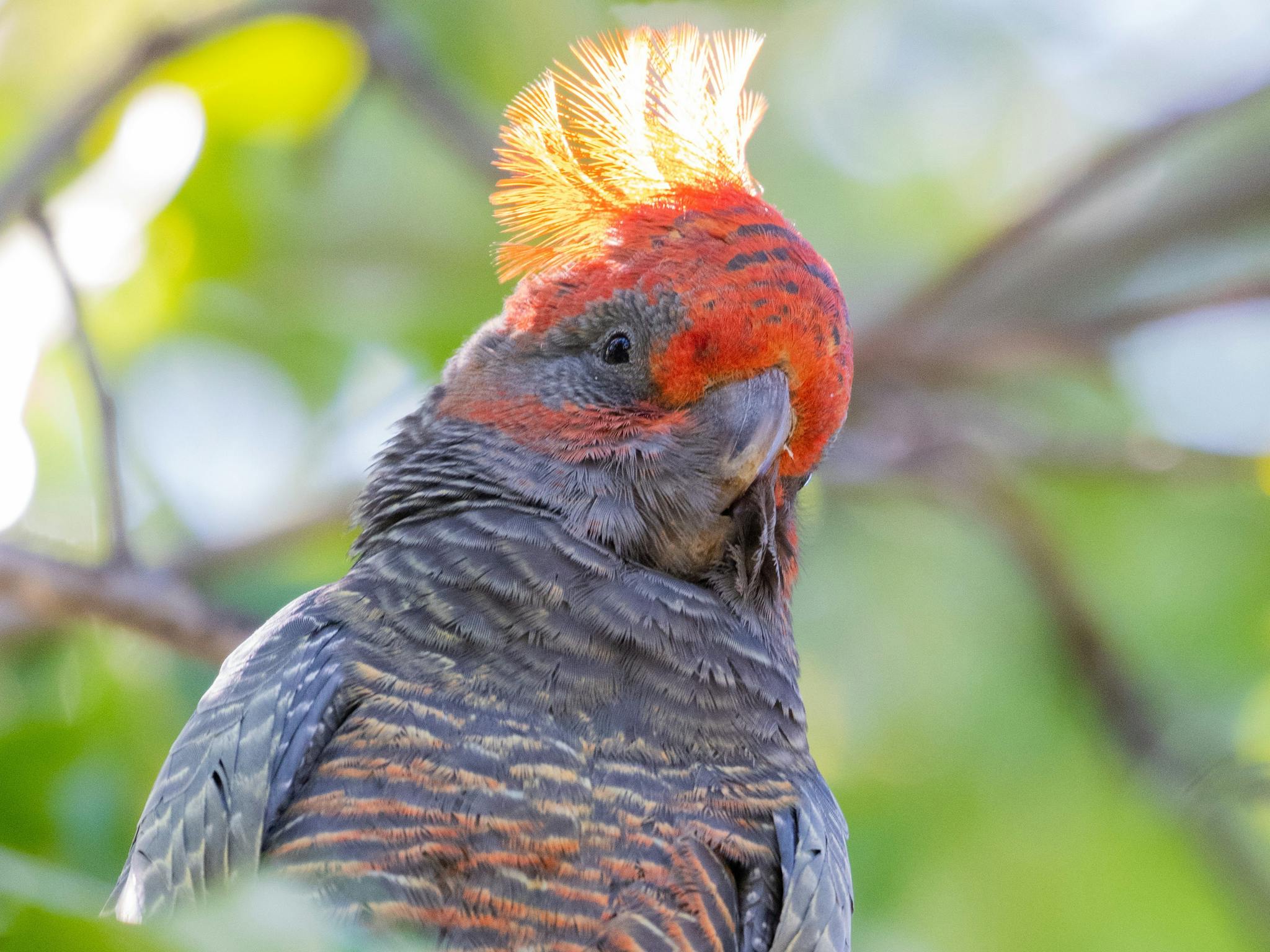 One of the region's special birds