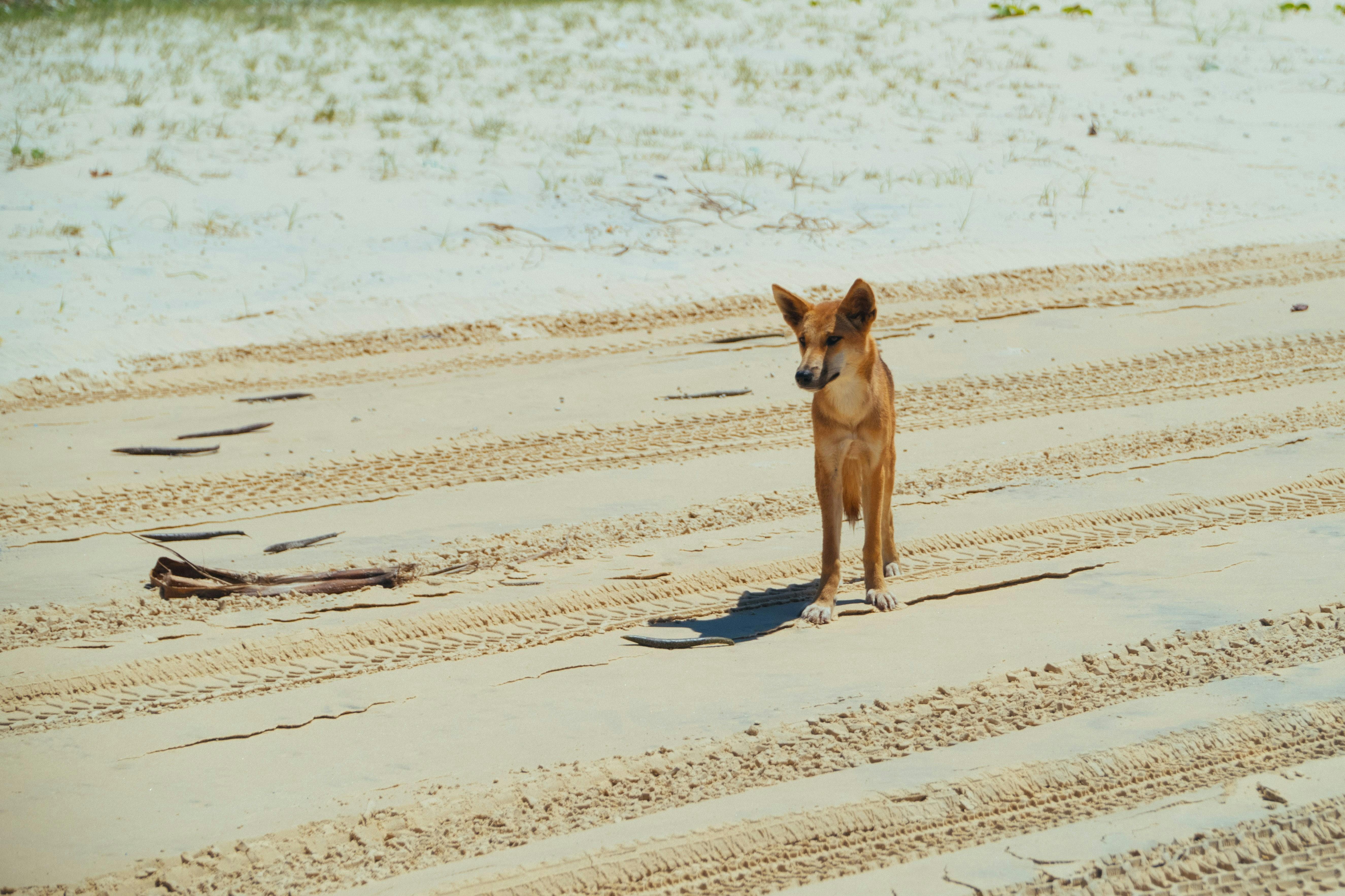 Dingo's Fraser Island 4WD Tours