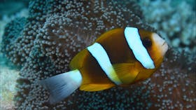 Green Island Dive Site