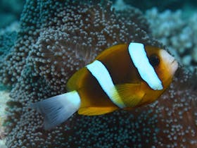 Green Island Dive Site