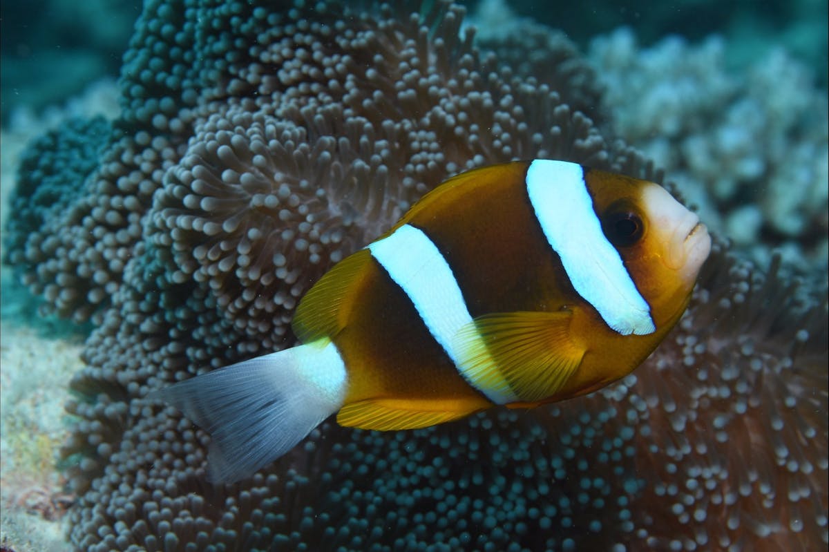 Green Island Dive Site