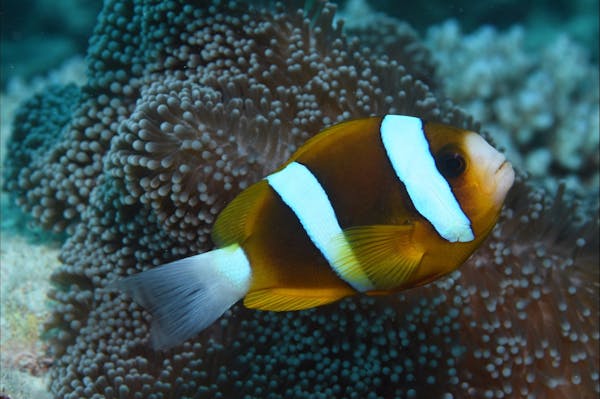 Green Island Dive Site