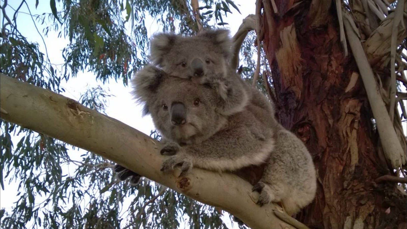 Koala Conservation Wild Breeding Visitor Centre - Guulabaa - Place of Koala