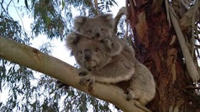 Koala Conservation Wild Breeding Visitor Centre - Guulabaa - Place of Koala