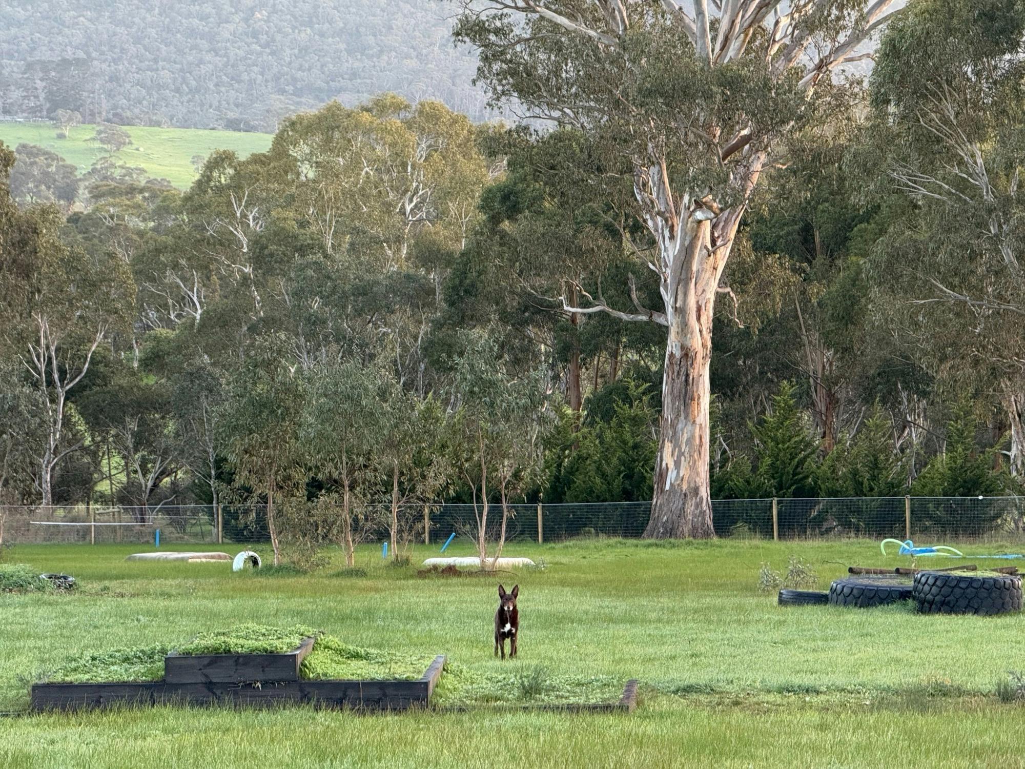 Tilly in the Park