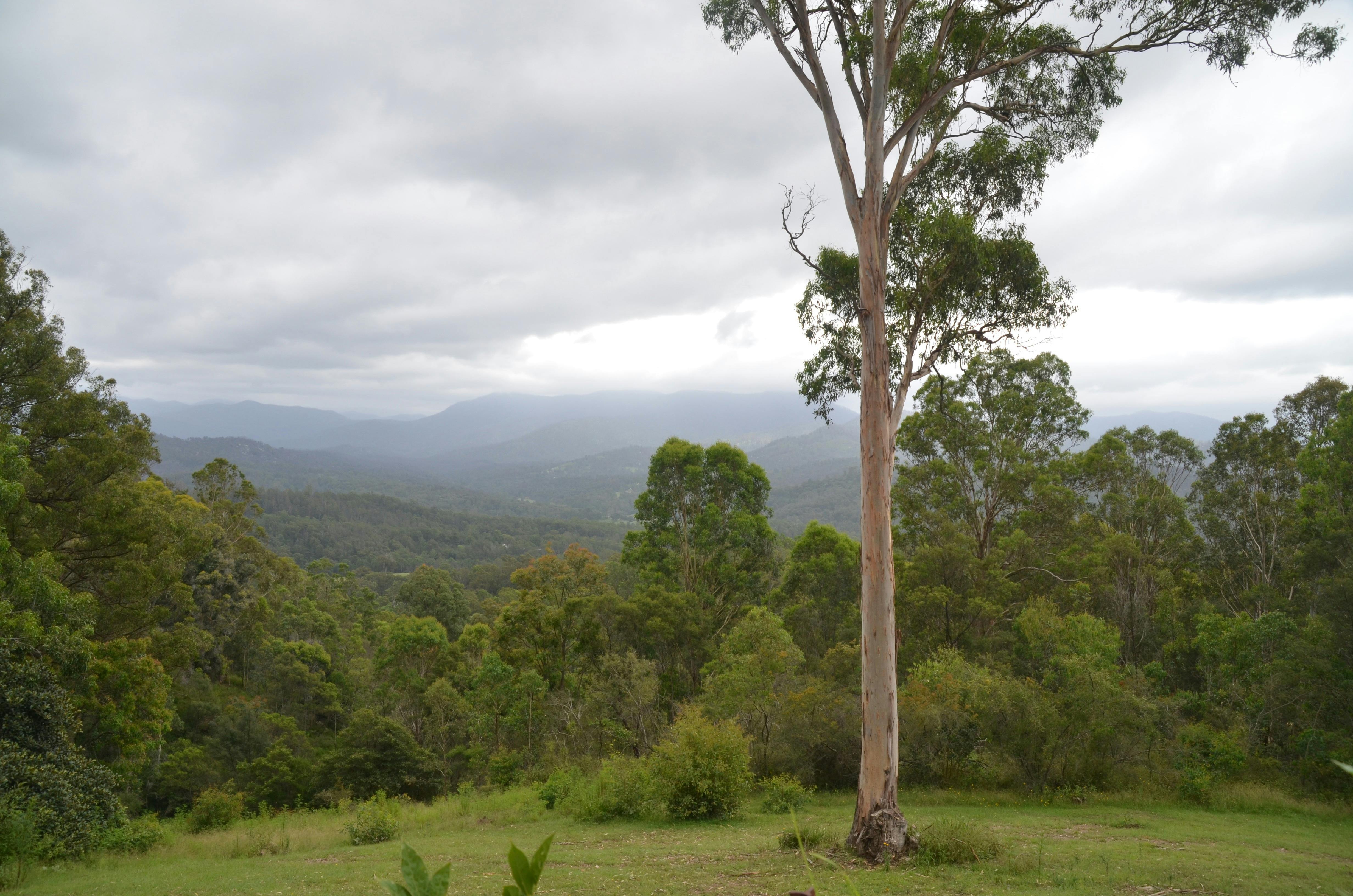 A long view into a wooded and misty valley. A large eucalypt is in the foreground.