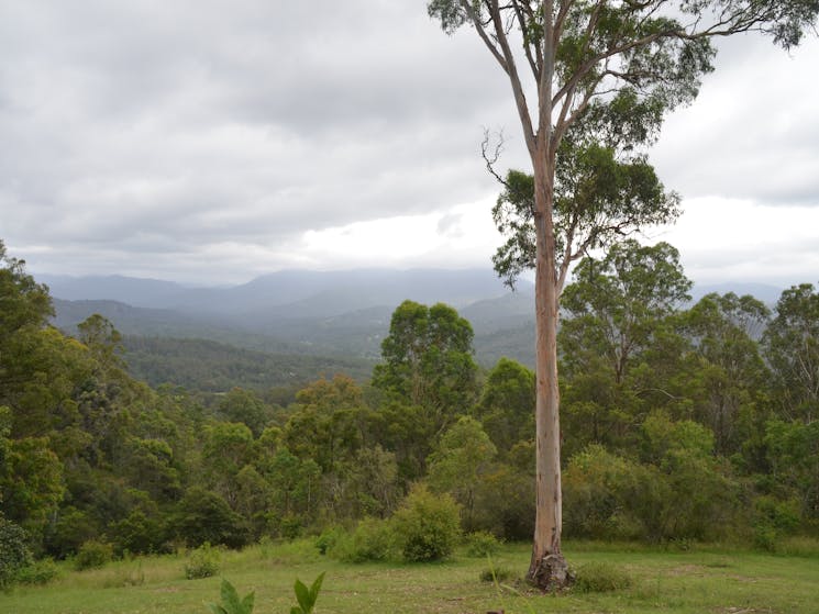 A long view into a wooded and misty valley. A large eucalypt is in the foreground.