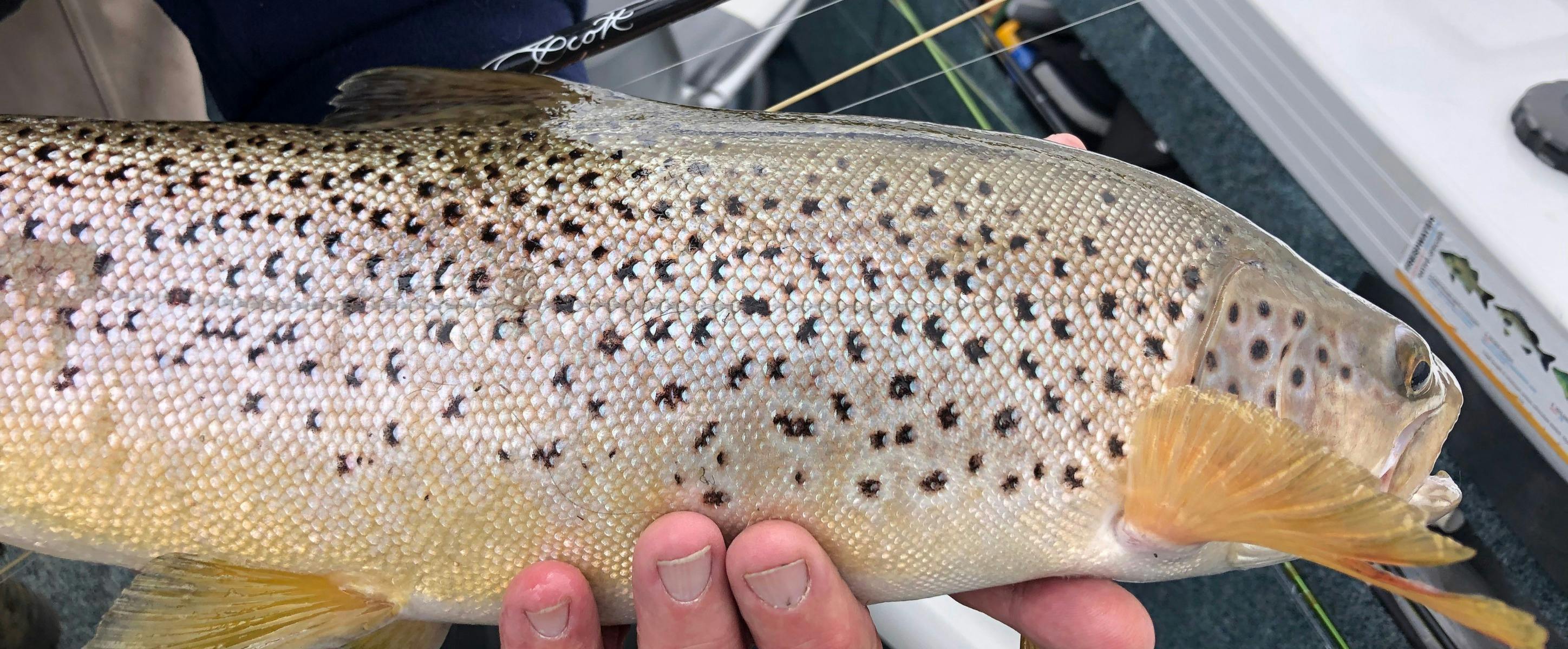 フライフィッシング-ミック-クービー-スノーウィーマウンテンズ-nsw-タスマニア-ジンダバイン-ユーカンベン-トラウトフィット-ガイド-ガイディング