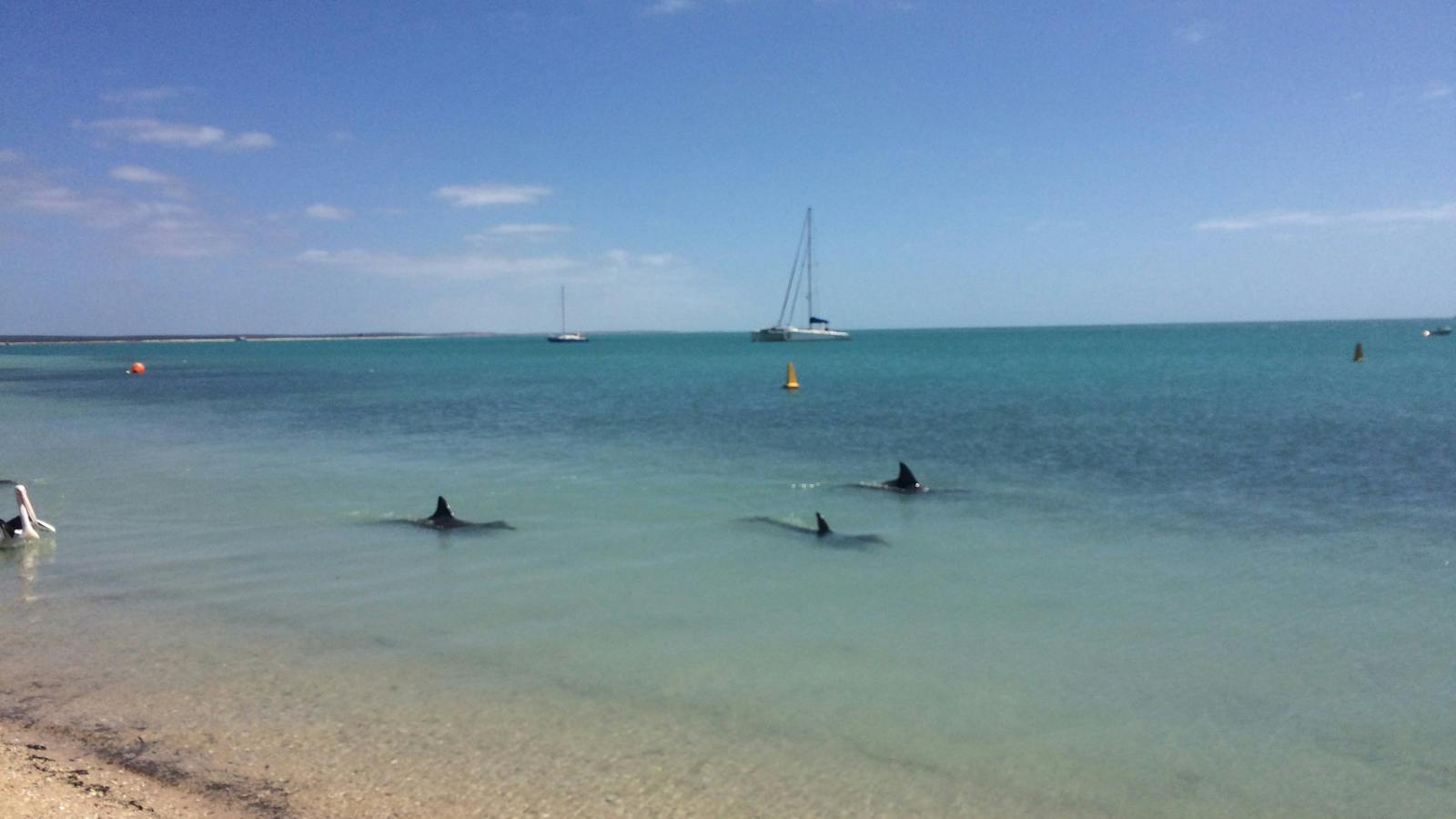 Dolphins coming for a feed