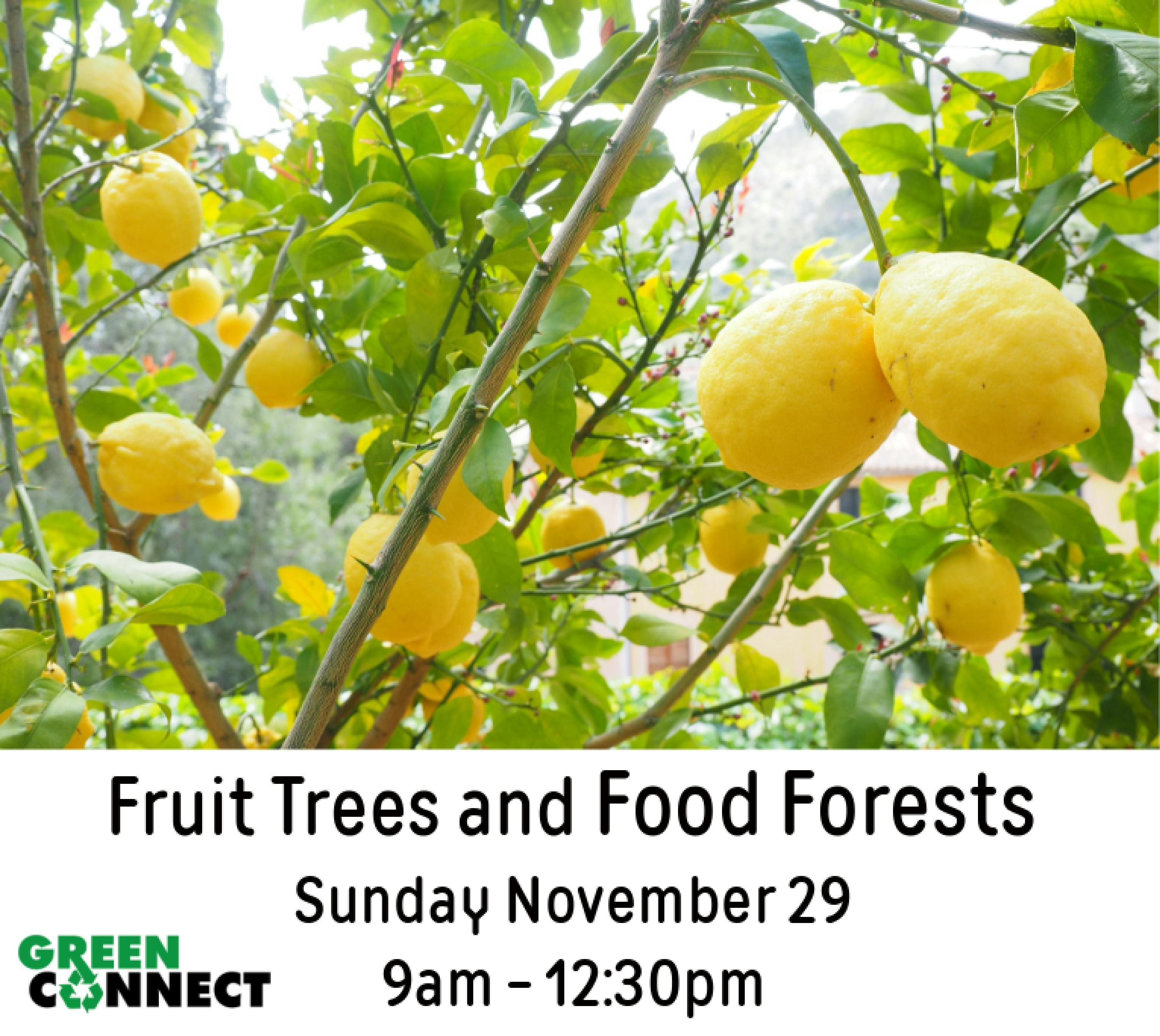 Fruit Trees and Food Forests NSW Holidays & Things to