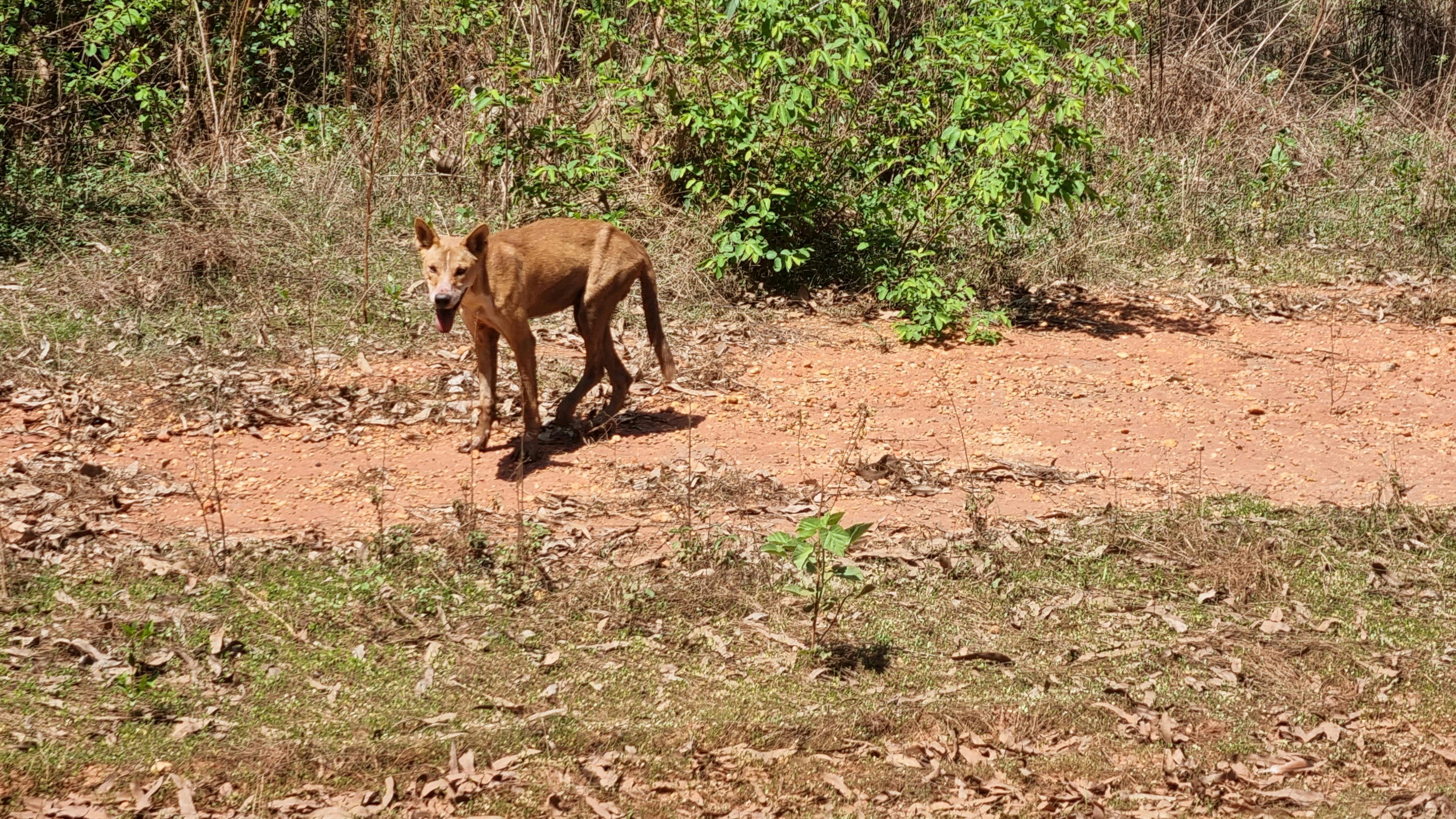 Dingo