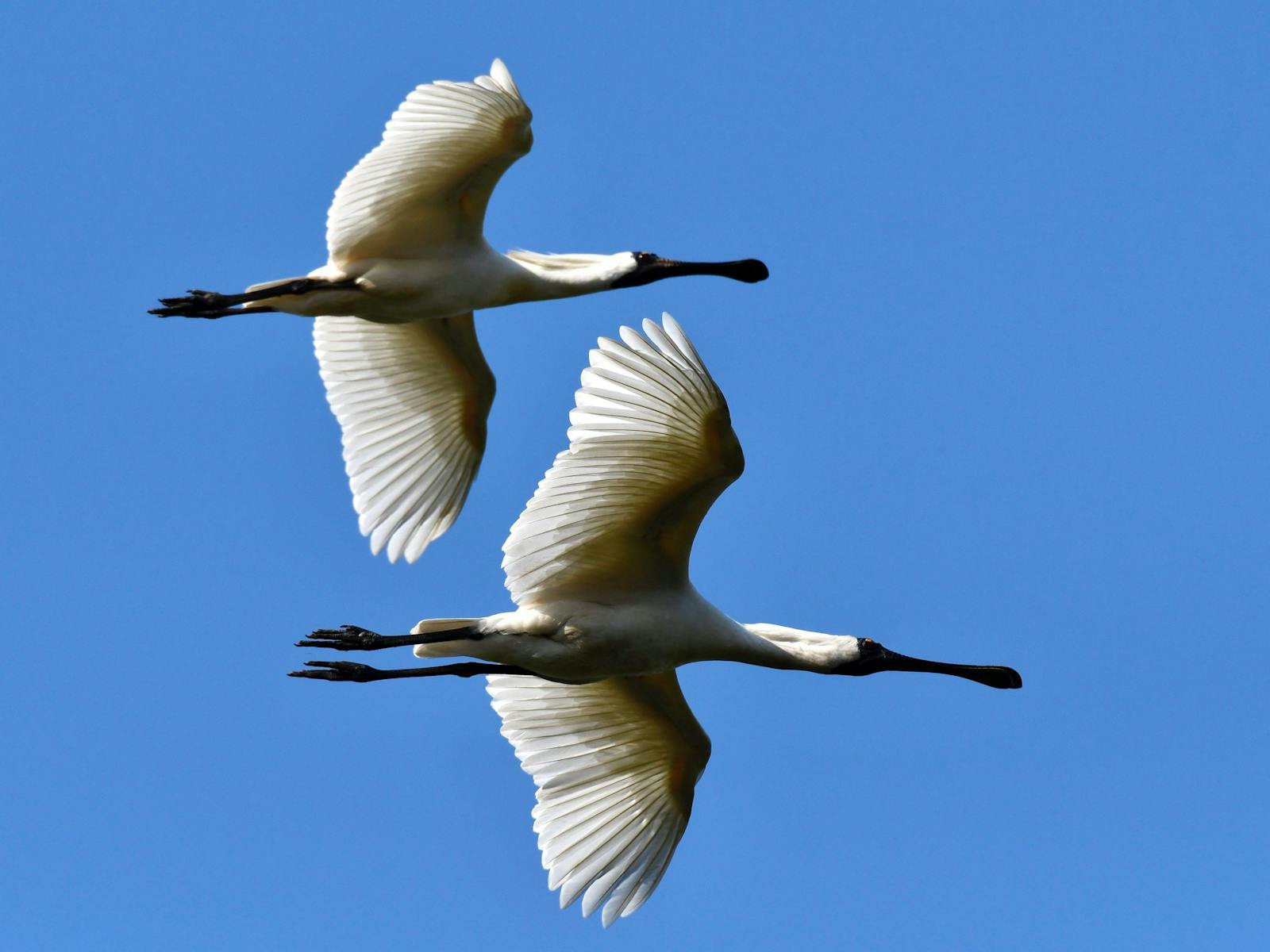 Elegant birds with large flat tip bill used for syphoning food. Often seen at Dee Why Lagoon