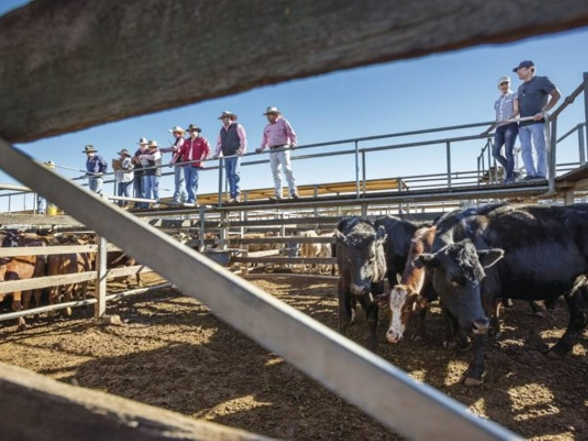 Roma Saleyards