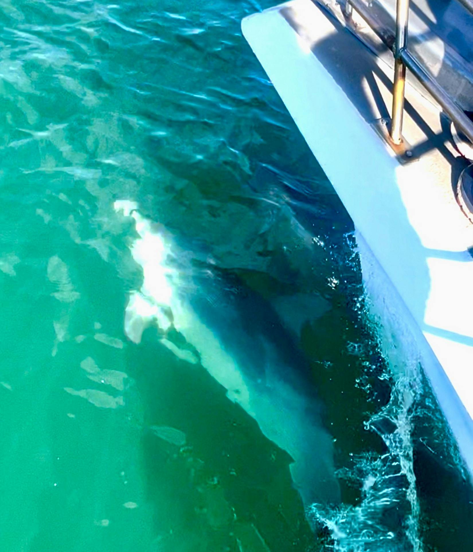 Dolphin2