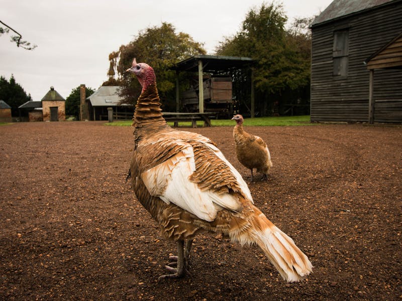 Brickendon Historic Farm and Convict Village