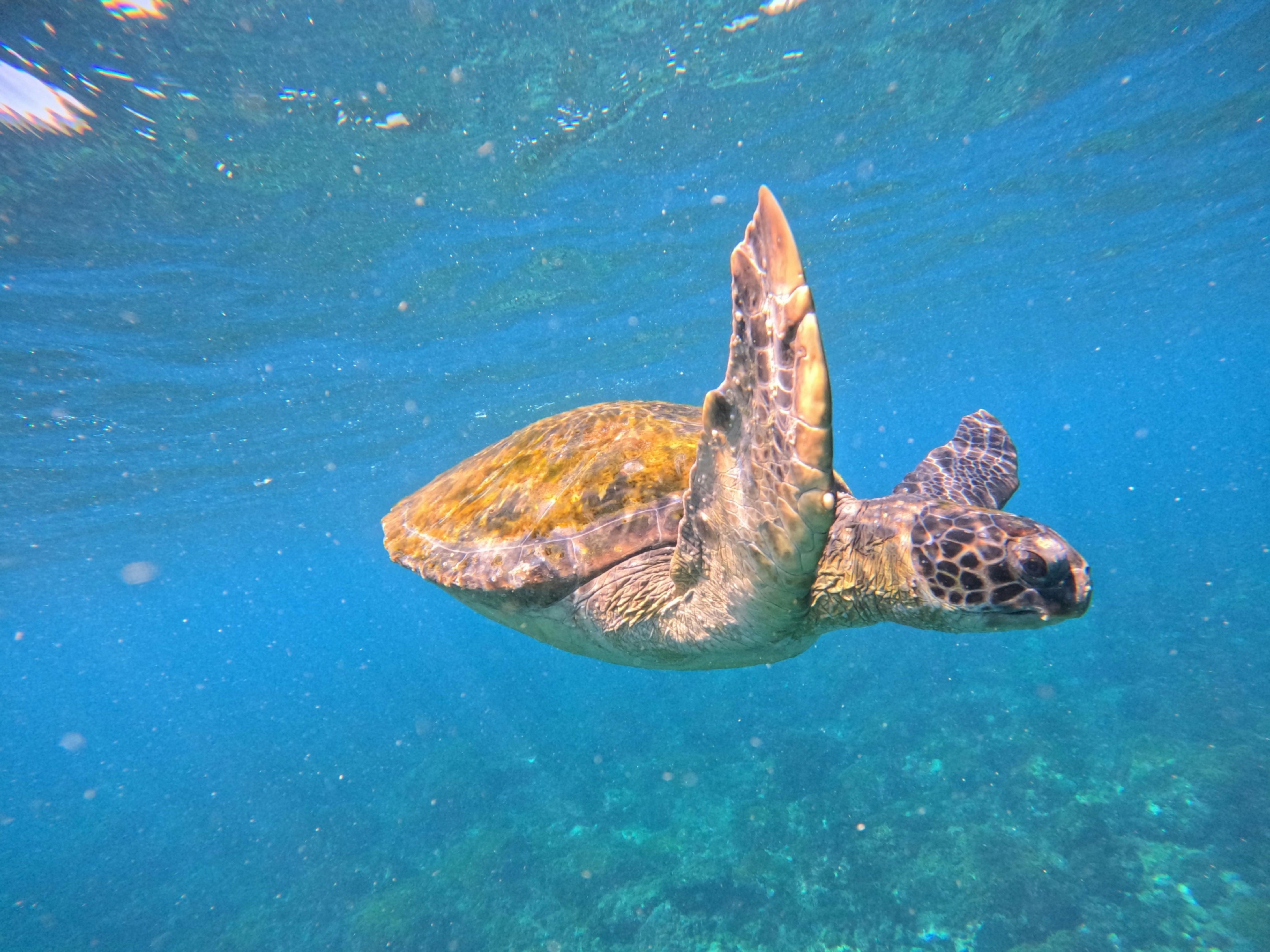 Green sea Turtle