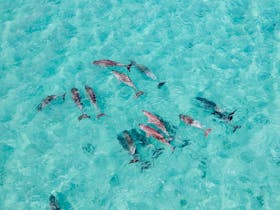 Approaching a pod on Sunset Charters dolphin swim tour in Coffin Bay, Eyre Peninsula.